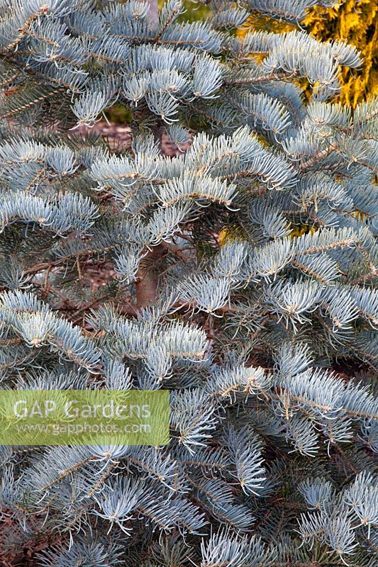 Colorado fir, Abies concolor Compacta 