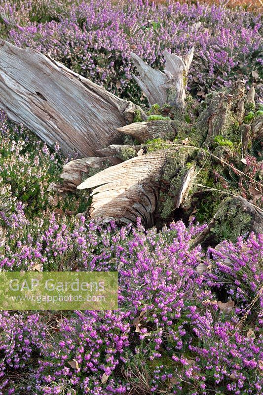 Bed with winter heather, Erica carnea Cleveland 