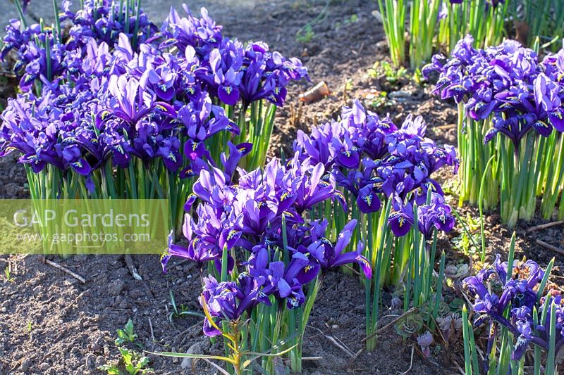 Reticulated iris, Iris reticulata Harmony 