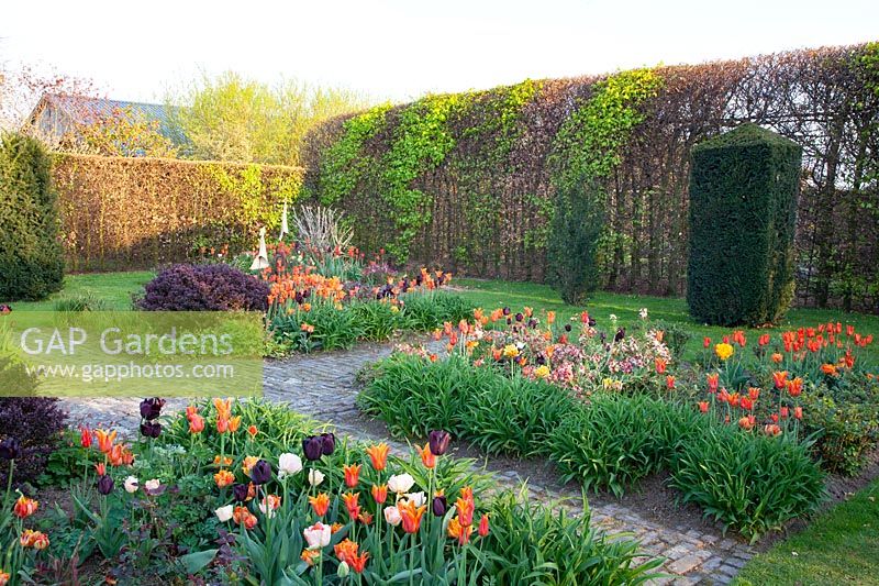 Garden in spring with tulips, Tulipa Ballerina 