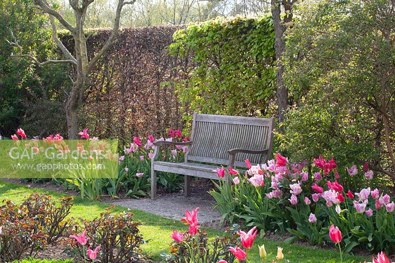 Seating by the tulip bed 