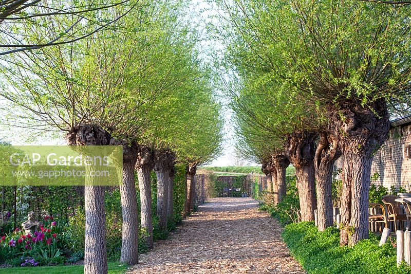 Avenue of pollard willows, Salix alba 