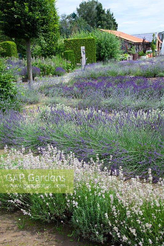 Lavender in the garden, Lavandula 