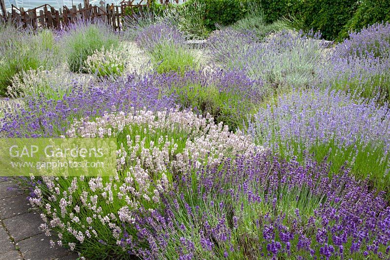 Lavender in the garden, Lavandula Lavender in the garden, Lavandula 