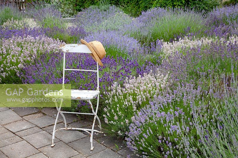 Seating in the lavender garden, Lavandula 