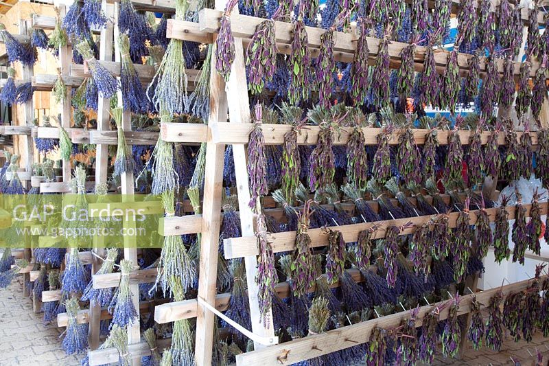 Drying lavender and basil, Lavandula angustifolia Hidcote Blue, Ocimum basilicum 