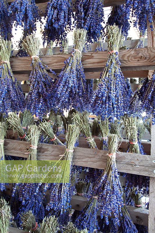 Drying lavender, Lavandula angustifolia Hidcote Blue 