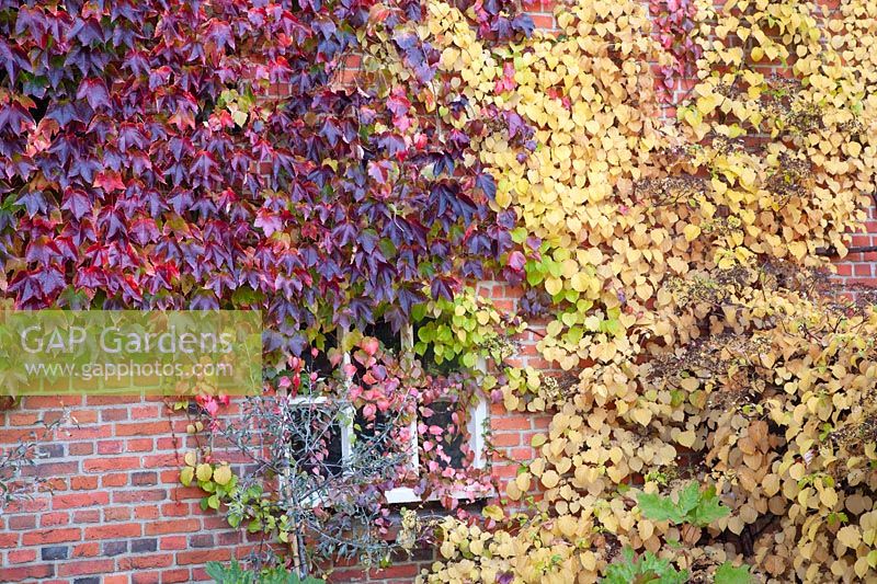 House greening in autumn with Virginia creeper and climbing hydrangea, Parthenocissus tricuspidata, Hydrangea petiolaris 