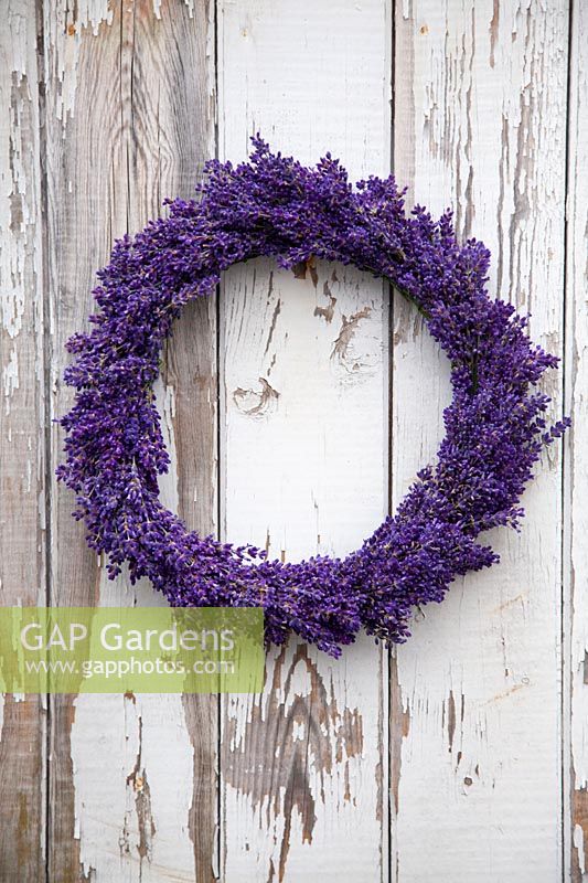 Lavender wreath, Lavandula angustifolia Hidcote Blue 