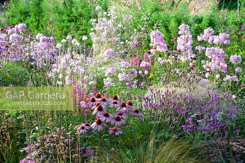 Bed with soapwort and purple coneflower 
