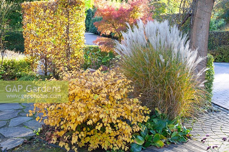 False hazel and Chinese silver grass in autumn, Corylopsis pauciflora, Miscanthus sinensis 