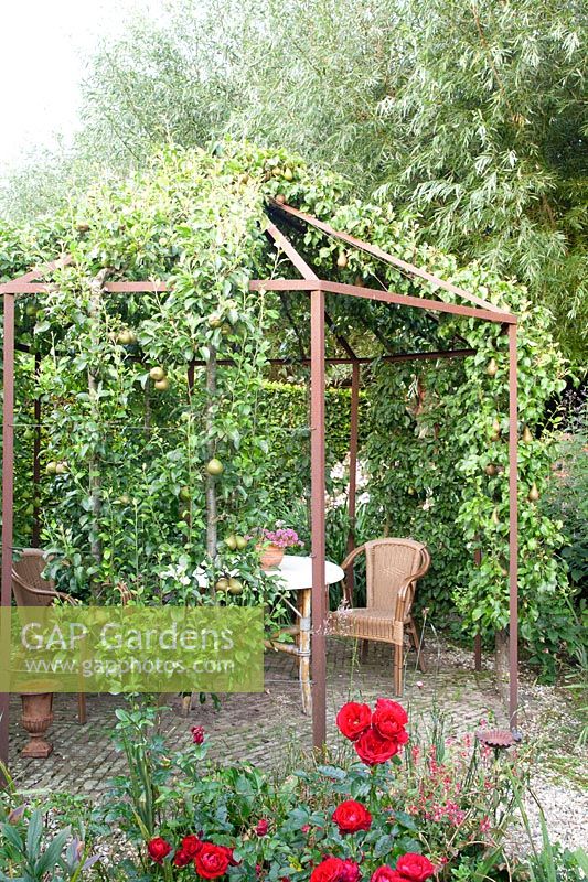 Seating area in an arbor with pear espalier, Pyrus communis 