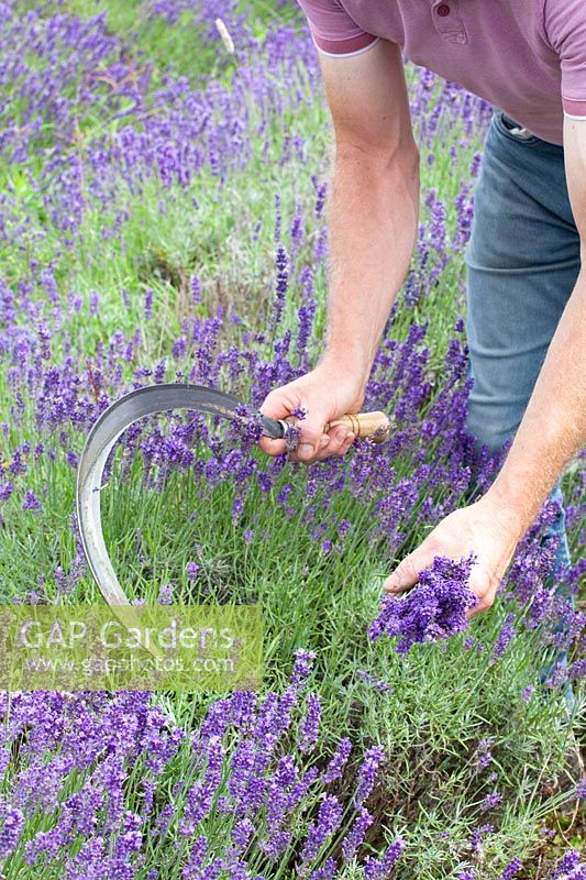 Lavender harvest with the sickle 