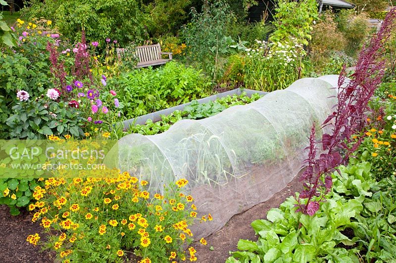 Vegetable garden with carrots and leeks under tunnel made of protective fleece 