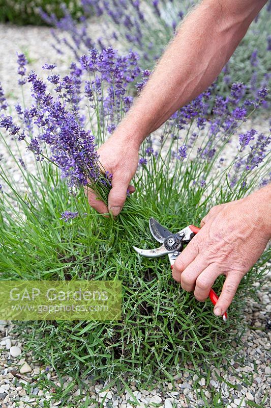 Correct pruning of lavender, Lavandula angustifolia 