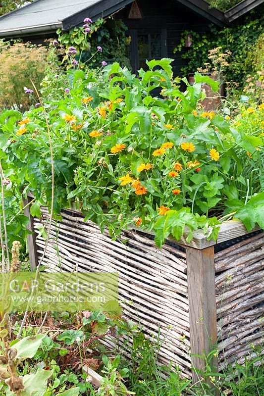 Raised bed with herbs 