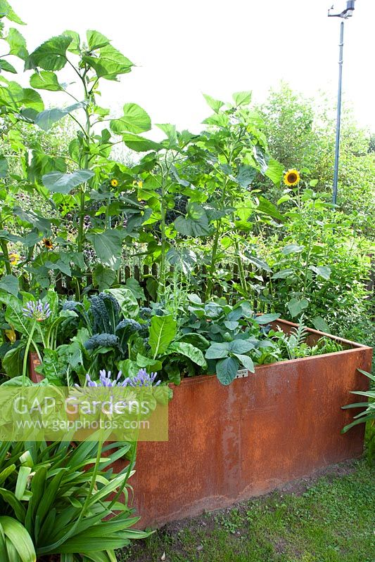 Raised bed made of Corten steel with vegetables 