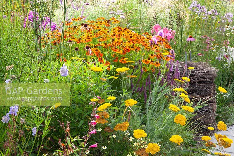 Prairie bed with sneezeweed and yarrow, Helenium, Achillea filipendula Parkers Variety 