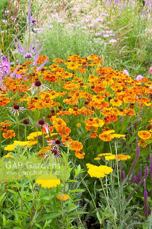 Prairie bed with sneezeweed and yarrow 