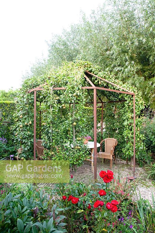 Seating area in an arbor with pear espalier, Pyrus domestica 