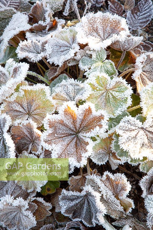 Lady's mantle with frost, Alchemilla mollis 