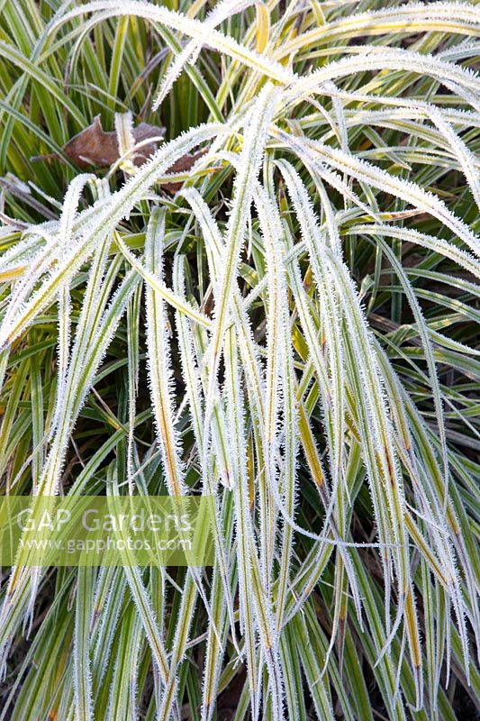 Sedge in frost, Carex 