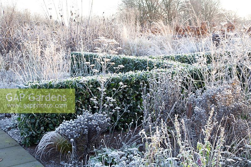 Perennials and grasses in frost 