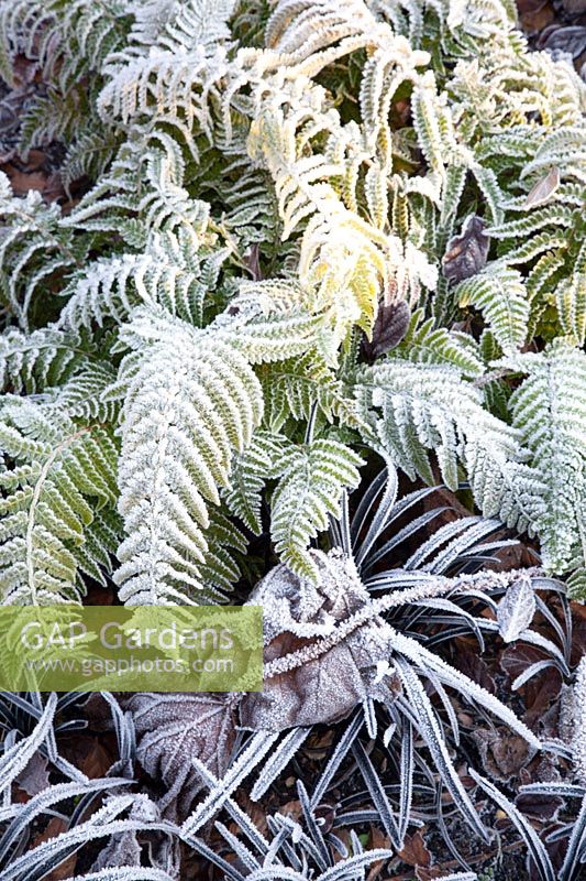 Fern and snake's beard with frost, Ophiopogon planiscapus Nigrescens 