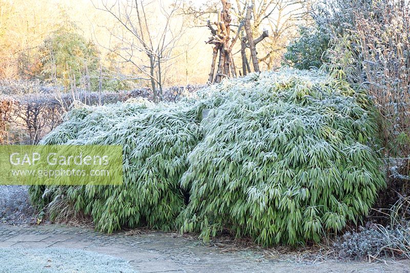 Bamboo in frost 