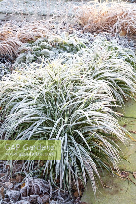 Carex morowii Ice Dance with Frost 