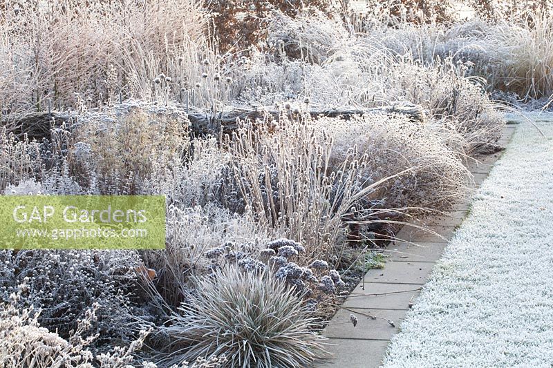 Perennial bed in frost 