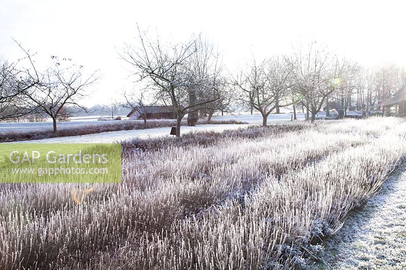 Lavender field in winter, Lavandula angustifolia 