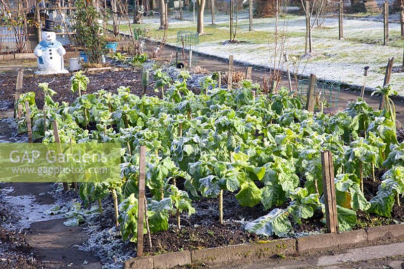 Cabbage in winter 