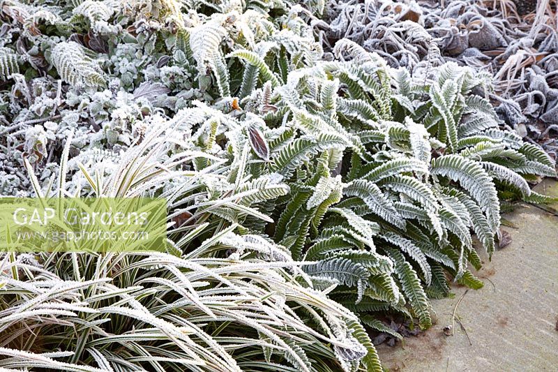 Carex morowii Ice Dance and Blechnum spicant with frost 