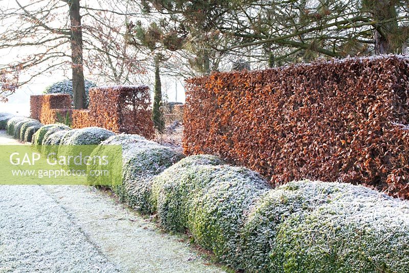 Copper beech hedge and boxwood in winter, Fagus sylvatica, Buxus 