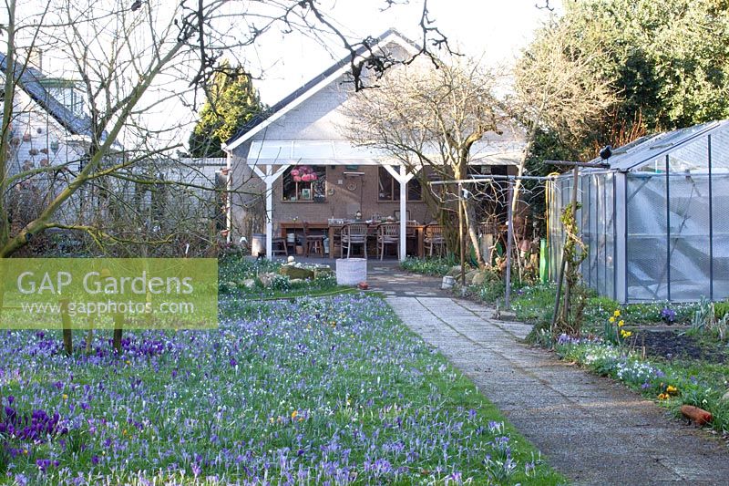 Country garden with crocuses 