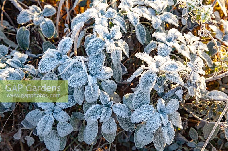 Sage with Frost, Salvia officinalis, Sage with Frost, Salvia officinalis 