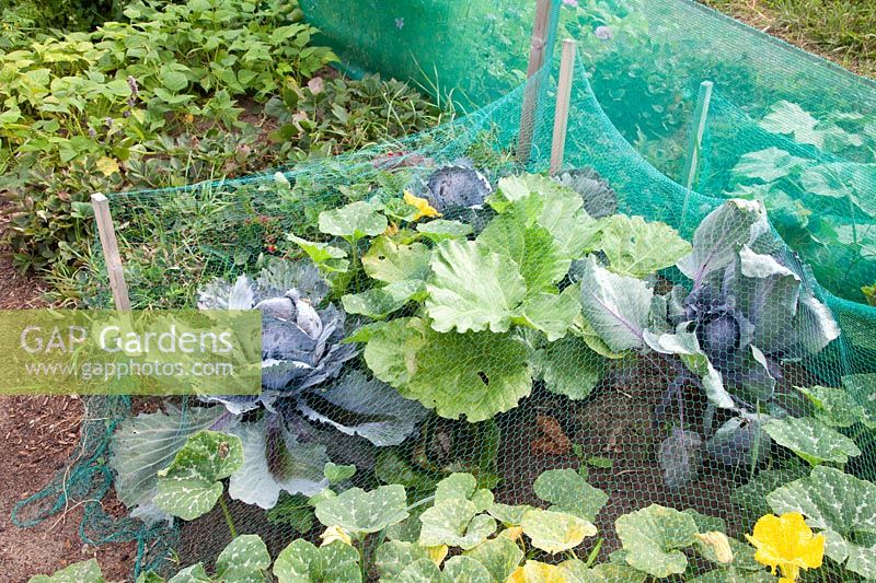 Protective net for cabbage and zucchini 