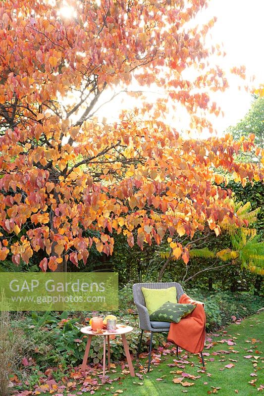 Seating area with Judas tree in the autumn garden, Cercis canadensis Forest Pansy 
