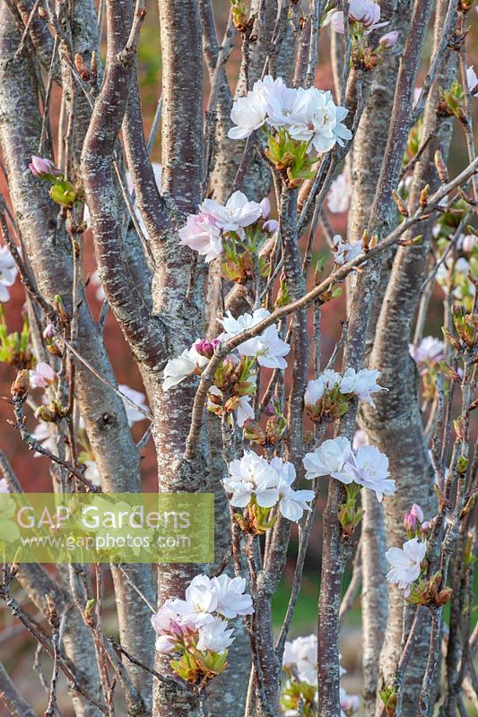 Flowers of the columnar ornamental cherry, Prunus serrulata Amanogawa 