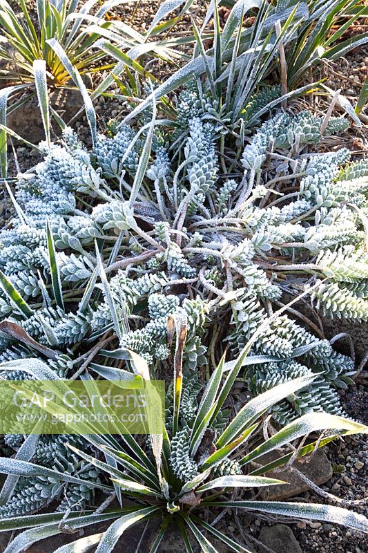 Yucca and spurge in frost, Euphorbia myrsinites 