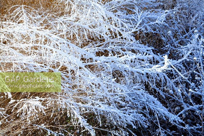 Frosted hairgrass, Deschampsia cespitosa 
