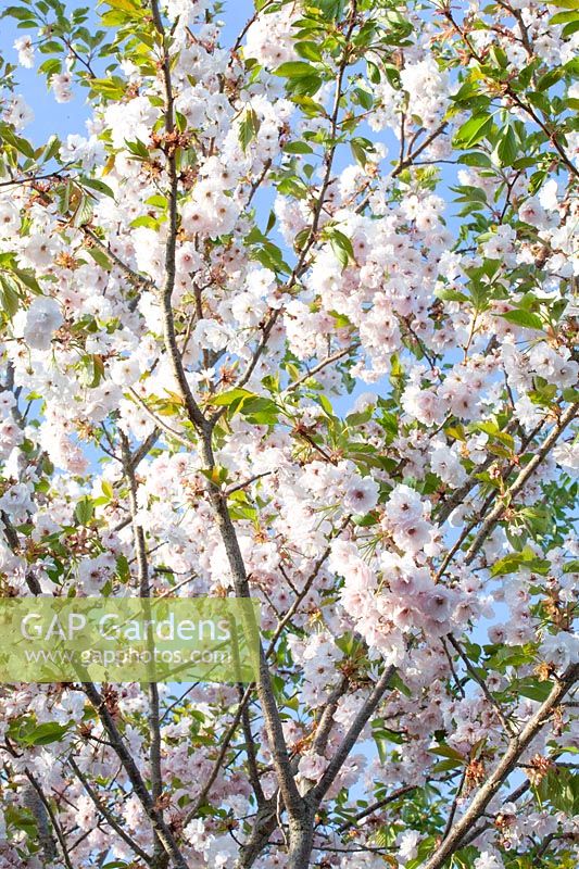 Flowers of the Japanese ornamental cherry, Prunus serrulata Ichiyo 