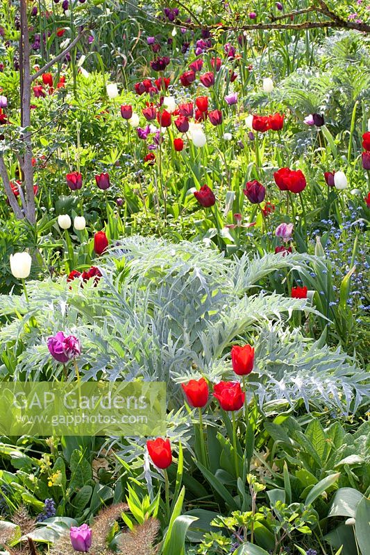 Bed with tulips and perennials, Tulipa, Cynara scolymus 
