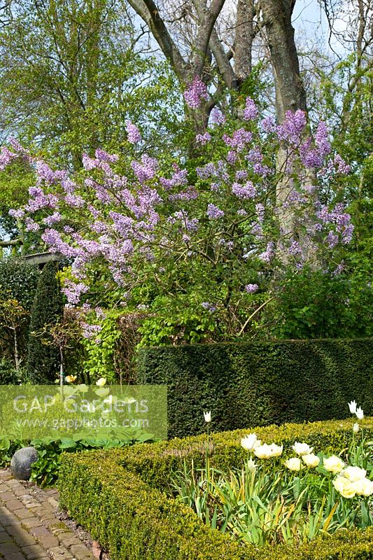 Lilac in the country garden, Syringa vulgaris 