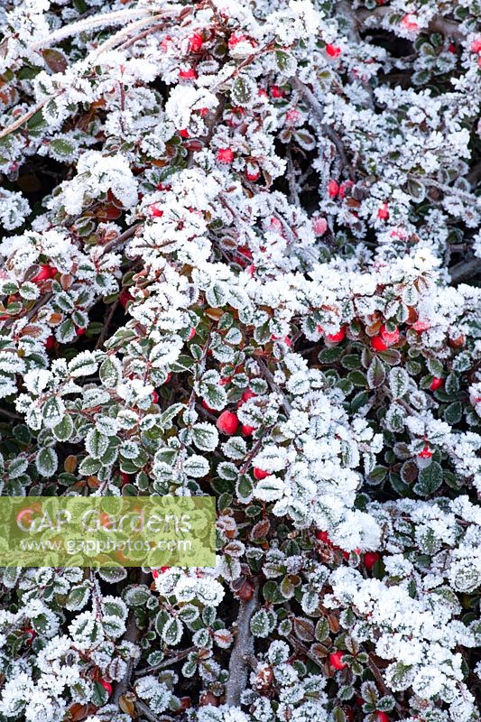 Cotoneaster with frost 