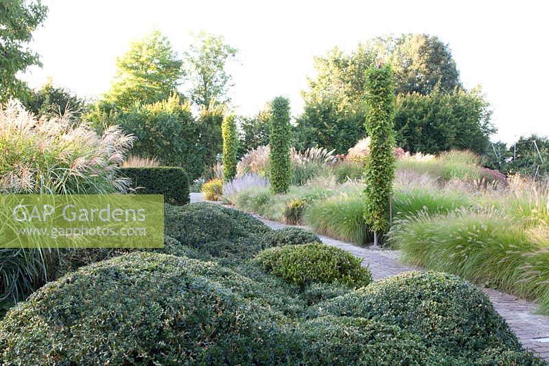 Boxwood Topiary and Grasses 