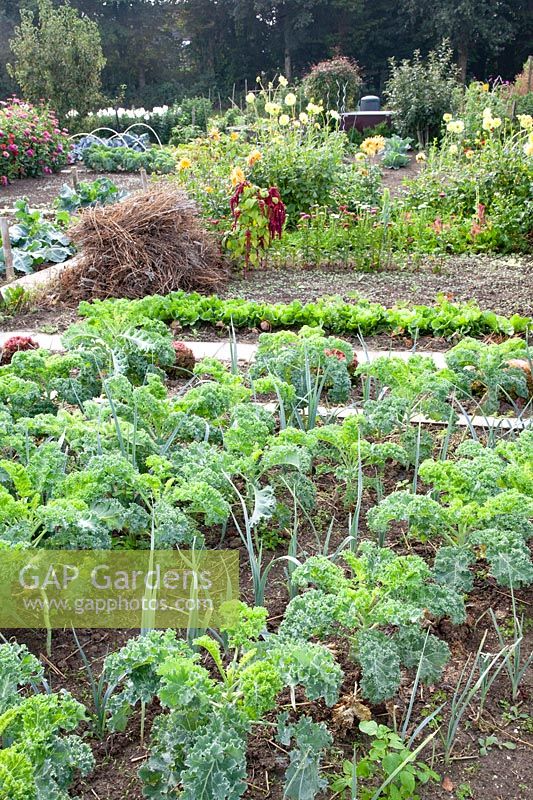 Vegetable garden with kale in September 