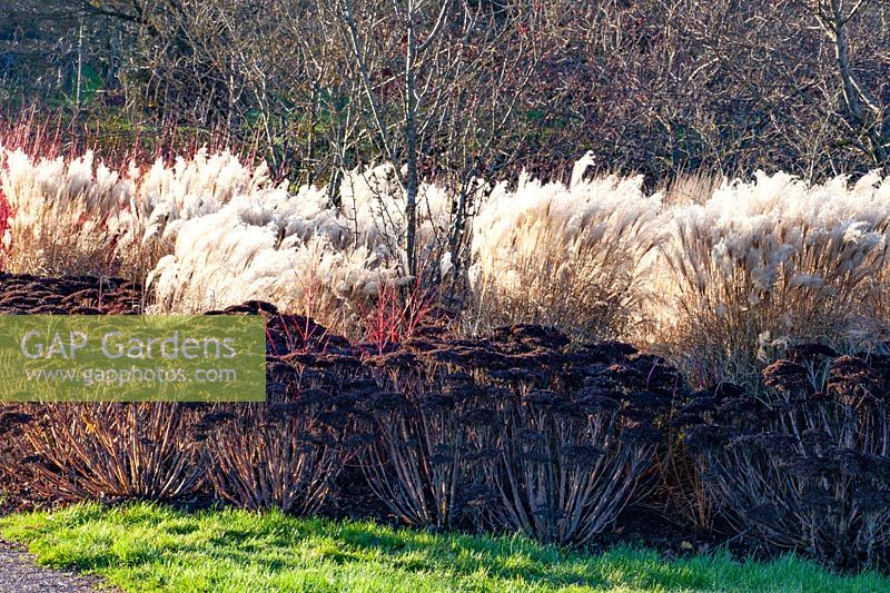 Bed in winter with stonecrop and Chinese silver grass, Sedum, Miscanthus sinensis 