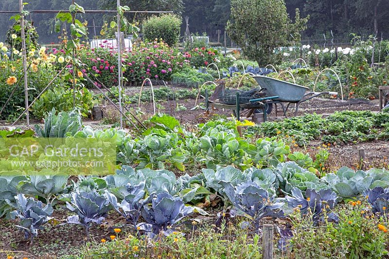 Vegetable garden in September 